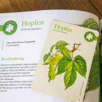 Bundle: Herbaria & Karten in der Faltschachtel – Bild 5